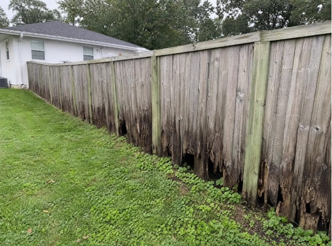 Wood privacy fence with rotted, broken boards